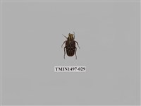 藏品(巴蘭陷紋金龜)的圖片